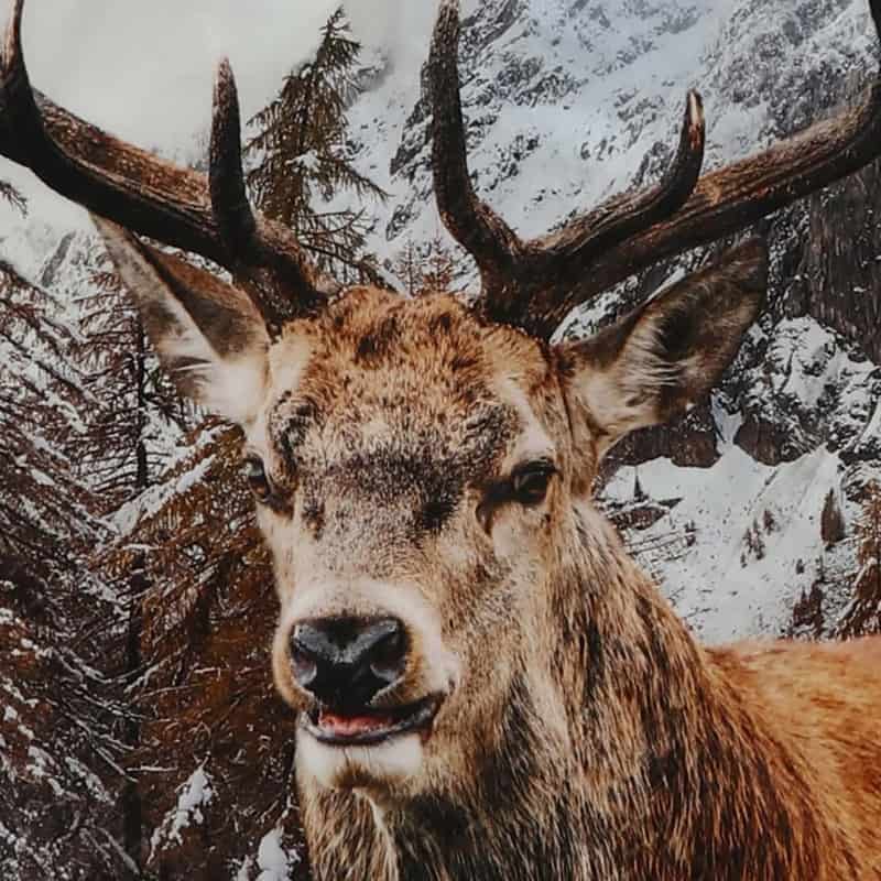 Bettwäsche mit Hirsch in Winterlandschaft